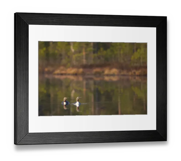 Framed Print : Red-throated divers (Gavia stellata) adults in breeding plumage swimming, Iceland, May Framed Print : Red-throated divers (Gavia stellata) adults in breeding plumage swimming, Iceland, May
