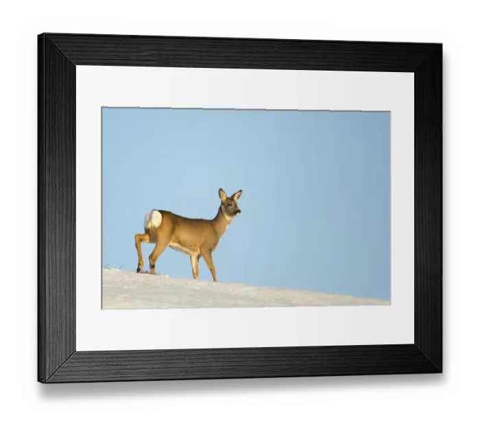 Framed Print : Roe Deer (Capreolus capreolus) in snow. Flatanger, Norway, January