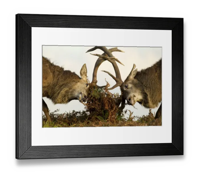 Framed Print : Red Deer Stags (Cervus elaphus) fighting amongst the bracken Framed Print : Red Deer Stags (Cervus elaphus) fighting amongst the bracken