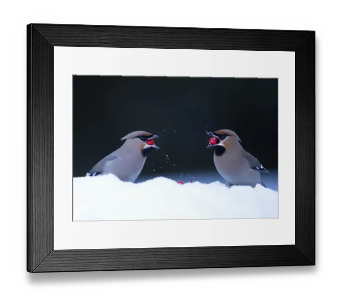 Framed Print : Waxwings (Bombycilla garrulus), in snow. Finland, March Framed Print : Waxwings (Bombycilla garrulus), in snow. Finland, March