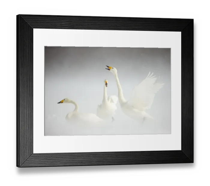 Framed Print : Whooper Swans (Cygnus cygnus) in snow. Japan, February Framed Print : Whooper Swans (Cygnus cygnus) in snow. Japan, February