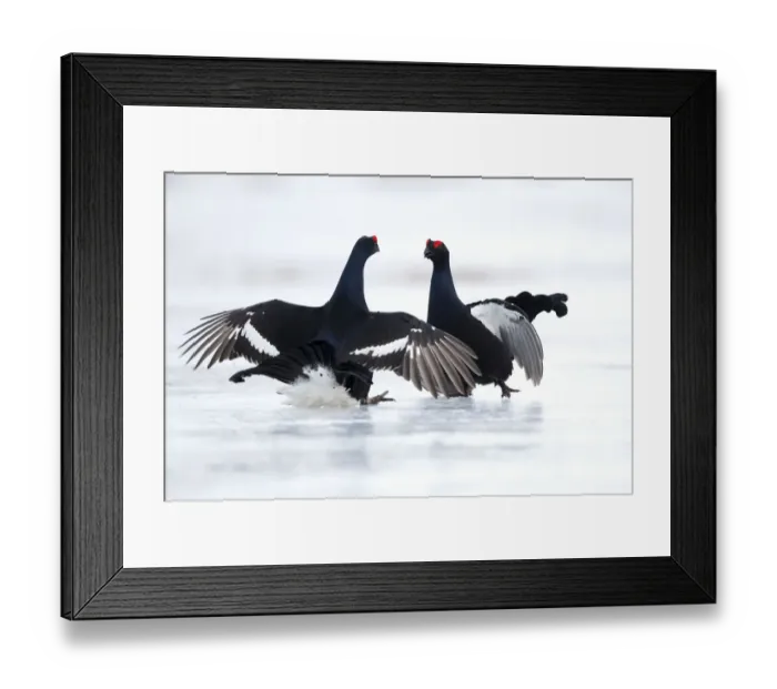 Framed Print : Black Grouse (Lyrurus tetrix) fighting on icem Finland. March Framed Print : Black Grouse (Lyrurus tetrix) fighting on icem Finland. March