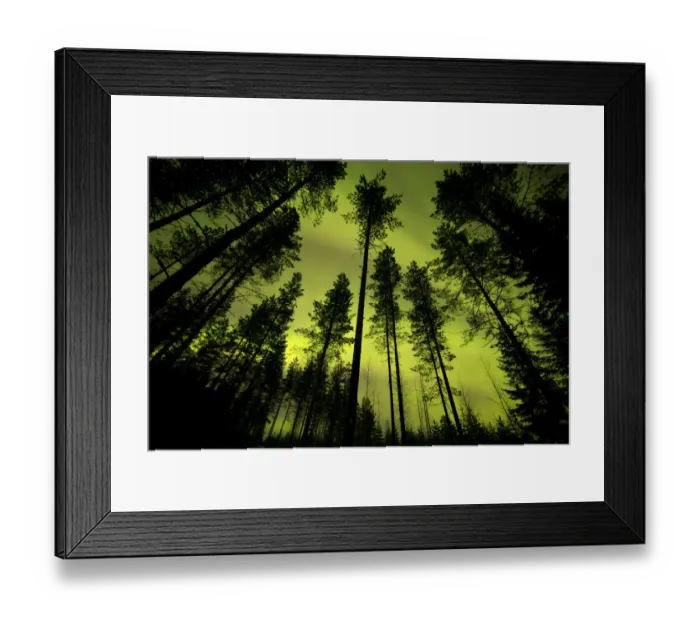 Framed Print : Aurora Borealis above silhouetted trees, northern Finland, March Framed Print : Aurora Borealis above silhouetted trees, northern Finland, March