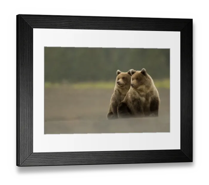 Framed Print : RF - Two Grizzly bears (Ursus arctos) Lake Clark National Park, Alaska, September Framed Print : RF - Two Grizzly bears (Ursus arctos) Lake Clark National Park, Alaska, September