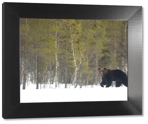 RF - European brown bear (Ursus arctos) male in the snow
