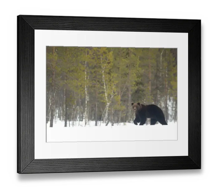 Framed Print : RF - European brown bear (Ursus arctos) male in the snow Framed Print : RF - European brown bear (Ursus arctos) male in the snow