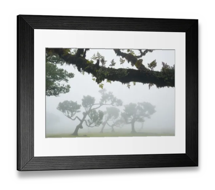Framed Print : Ancient Laurel forest / Laurisilva with epiphytic ferns on trees UNESCO World Heritage Framed Print : Ancient Laurel forest / Laurisilva with epiphytic ferns on trees UNESCO World Heritage