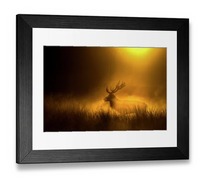 Framed Print : Red deer (Cervus elaphus) silhoutted at dusk, Richmond Park, London, England, UK. October Framed Print : Red deer (Cervus elaphus) silhoutted at dusk, Richmond Park, London, England, UK. October