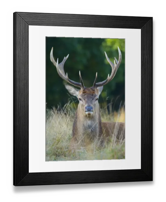 Framed Print : RF - Red deer (Cervus elaphus) Richmond Park, London, England, UK Framed Print : RF - Red deer (Cervus elaphus) Richmond Park, London, England, UK