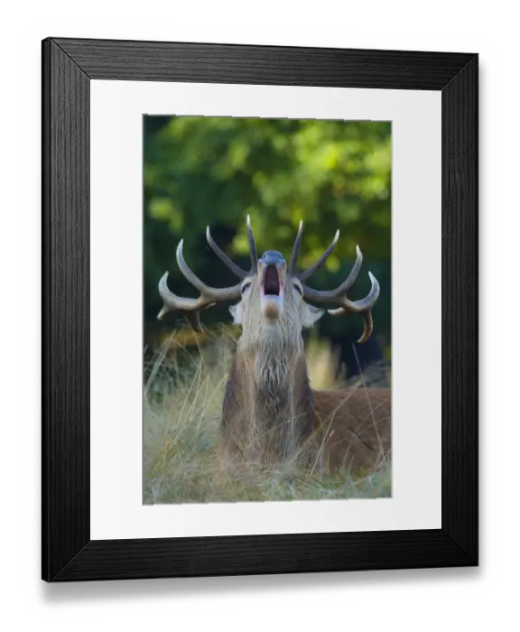 Framed Print : RF - Red deer (Cervus elaphus) Richmond Park, London, England, UK Framed Print : RF - Red deer (Cervus elaphus) Richmond Park, London, England, UK