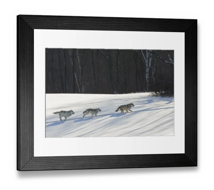 Framed Print : Grey wolves running in snow (Canis lupus), Minnesota, USA. January Framed Print : Grey wolves running in snow (Canis lupus), Minnesota, USA. January