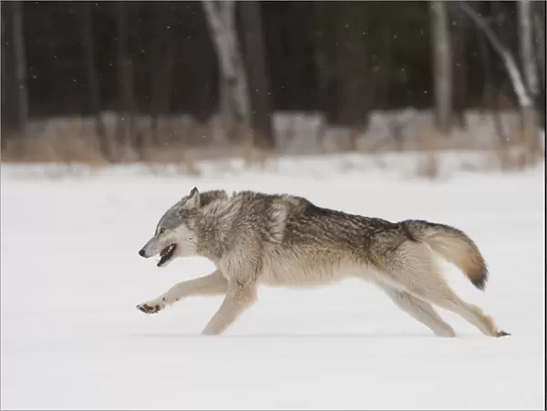 Grey wolf running in snow (Canis lupus), Minnesota, USA. January. Controlled situation