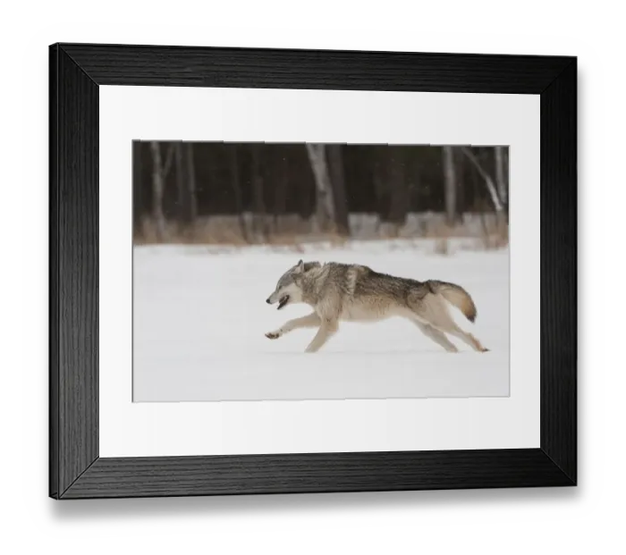 Framed Print : Grey wolf running in snow (Canis lupus), Minnesota, USA. January. Controlled situation Framed Print : Grey wolf running in snow (Canis lupus), Minnesota, USA. January. Controlled situation