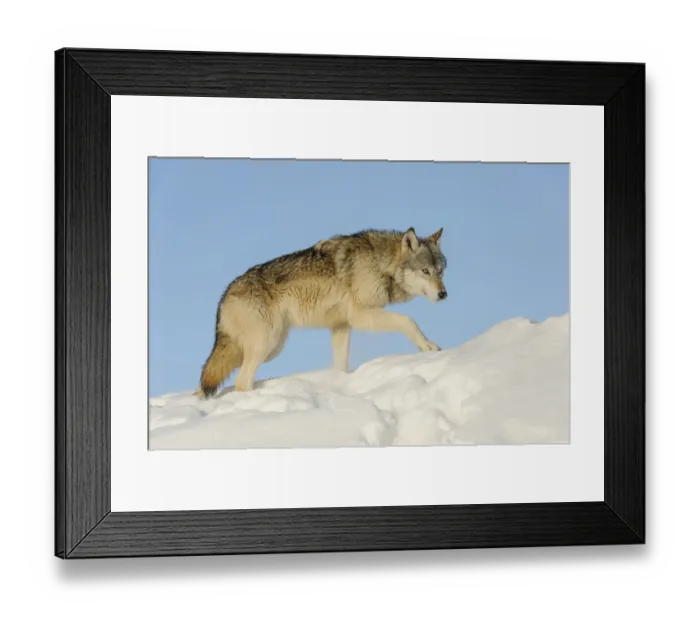 Framed Print : Grey wolf in snow (Canis lupus), Minnesota, USA. January. Controlled situation Framed Print : Grey wolf in snow (Canis lupus), Minnesota, USA. January. Controlled situation