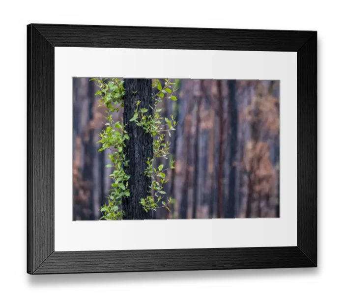 Framed Print : Eucalyptus tree (Eucalyptus sp. ) showing epicormic growth in response to bushfire damage Framed Print : Eucalyptus tree (Eucalyptus sp. ) showing epicormic growth in response to bushfire damage