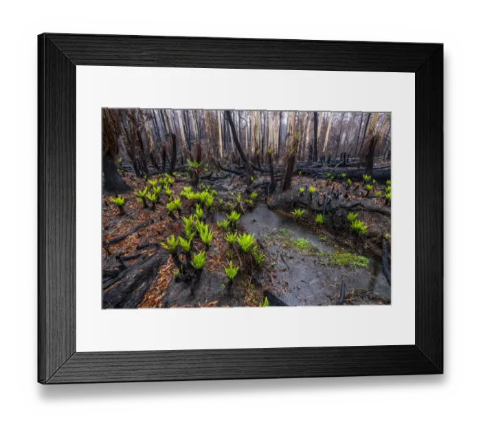 Framed Print : Hard tree ferns (Blechnum sp. ) sprouting in burnt forest after 2019 / 20 bushfires Framed Print : Hard tree ferns (Blechnum sp. ) sprouting in burnt forest after 2019 / 20 bushfires