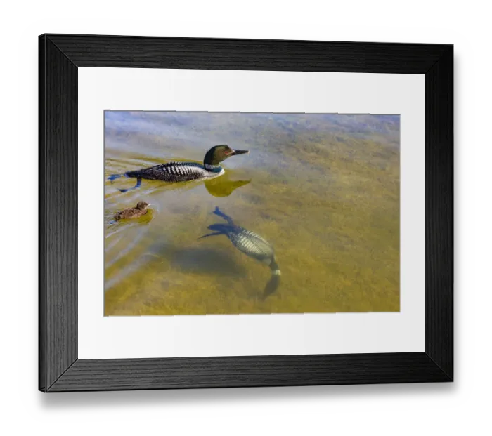 Framed Print : Common Loons (Gavia immer) one diving underwater, Michigan, USA. June Framed Print : Common Loons (Gavia immer) one diving underwater, Michigan, USA. June