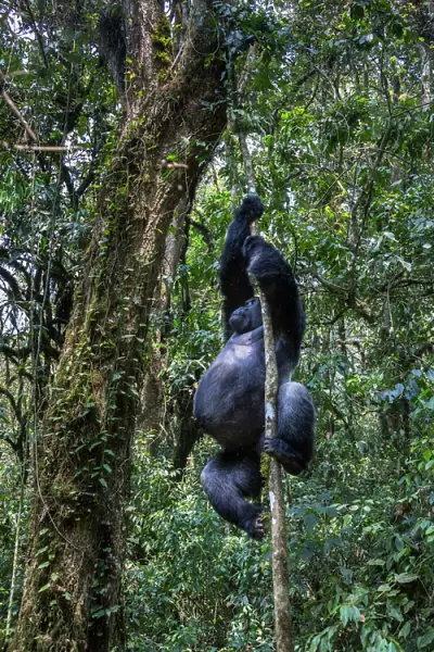 Eastern lowland gorilla (Gorilla beringei graueri) silverback named Chimanuka climbing a