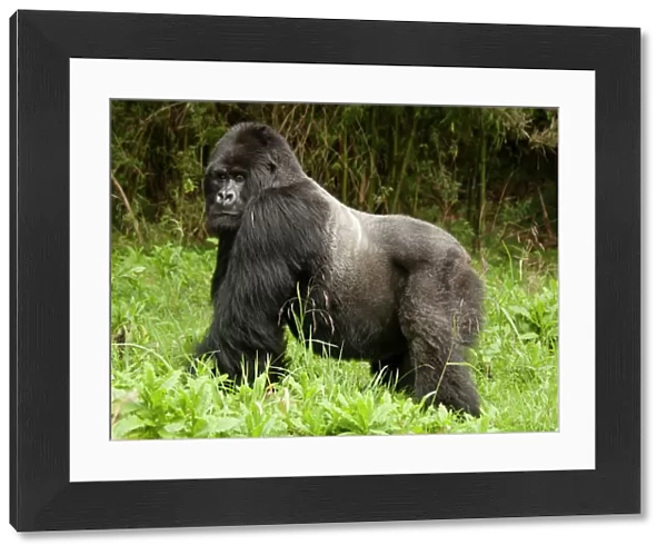 Mountain Gorilla (Gorilla beringei beringei) Sabyinyo Group, Silverback in meadow
