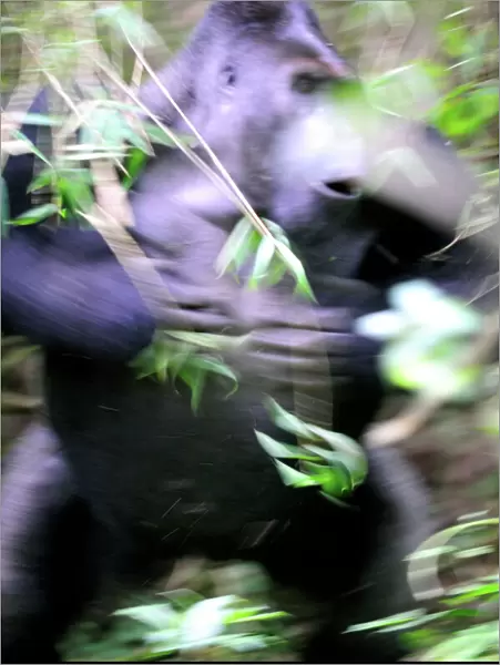 Silverback male Eastern lowland gorilla (Gorilla beringei graueri