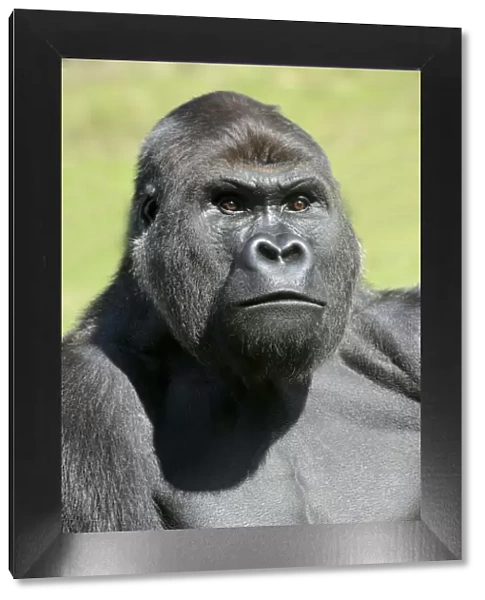 Western lowland gorilla (Gorilla gorilla gorilla) captive in zoo, native to west Africa