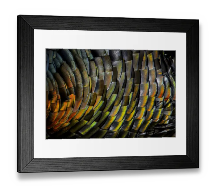 Framed Print : Domestic turkey (Meleagris gallopavo) male, close up of iridescence on feathers, France Framed Print : Domestic turkey (Meleagris gallopavo) male, close up of iridescence on feathers, France