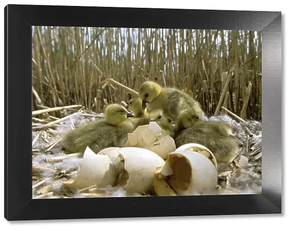 Greylag goose {Anser anser} newly hatched chicks on nest, Poland