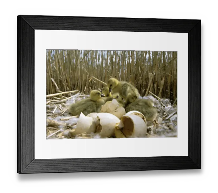 Framed Print : Greylag goose {Anser anser} newly hatched chicks on nest, Poland Framed Print : Greylag goose {Anser anser} newly hatched chicks on nest, Poland