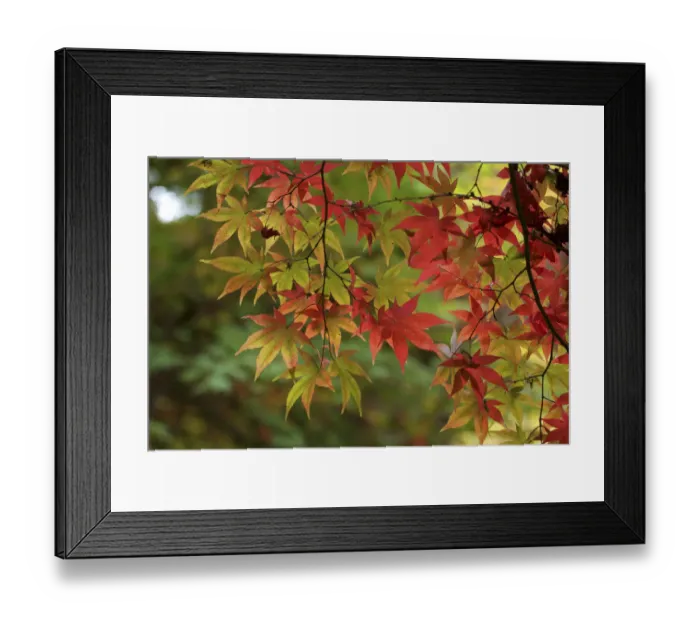 Framed Print : Japanese Maple (Acer palmatum) in Autumn Colours, Nagano, Japan Framed Print : Japanese Maple (Acer palmatum) in Autumn Colours, Nagano, Japan