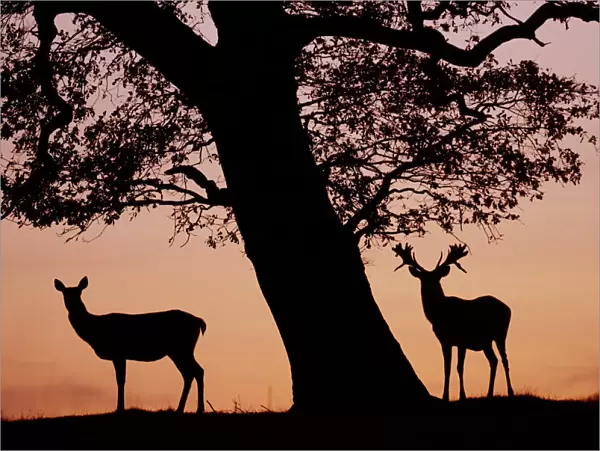 Red Deer stag and hind (Cervus elaphus) silhouetted at sunset, Holkham Park, Norfolk, UK