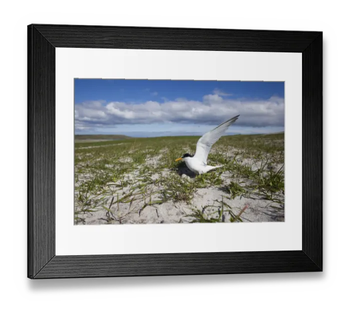 Framed Print : Little Tern (Sterna albifrons) at the nest amongst Black oats (Avena strigosa) North Uist Framed Print : Little Tern (Sterna albifrons) at the nest amongst Black oats (Avena strigosa) North Uist