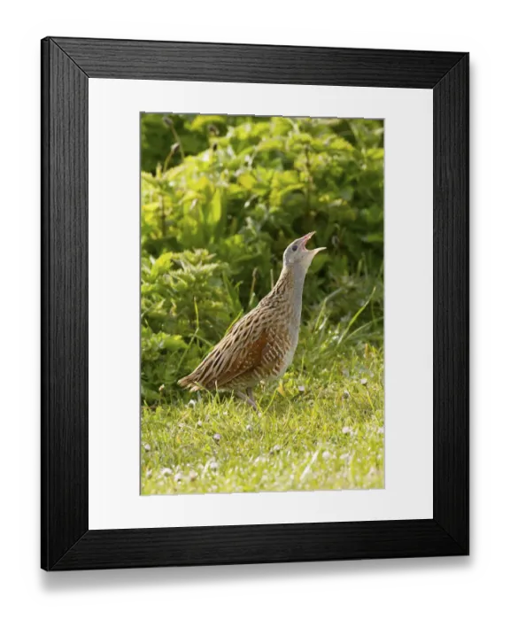 Framed Print : Corncrake (Crex crex) calling at dawn on machair, North Uist, Outer Hebrides, Scotland
