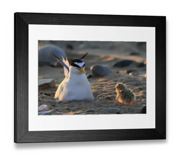 Framed Print : Little Tern (Sterna albifrons) chick walking back to parent sitting on nest scrape Framed Print : Little Tern (Sterna albifrons) chick walking back to parent sitting on nest scrape