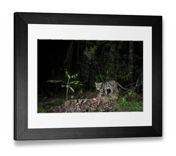 Framed Print : Sunda clouded leopard (Neofelis diardi) at night, Deramakot Forest Reserve, Sabah Framed Print : Sunda clouded leopard (Neofelis diardi) at night, Deramakot Forest Reserve, Sabah