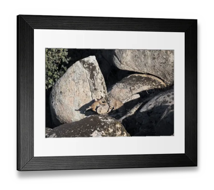Framed Print : Iberian lynx (Lynx pardinus) female with playful cub, Sierra de Andujar Natural Park Framed Print : Iberian lynx (Lynx pardinus) female with playful cub, Sierra de Andujar Natural Park