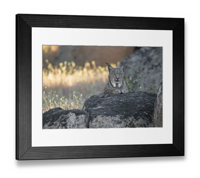 Framed Print : Iberian lynx (Lynx pardinus) portrait, Sierra de Andujar Natural Park, Andalucia, Spain Framed Print : Iberian lynx (Lynx pardinus) portrait, Sierra de Andujar Natural Park, Andalucia, Spain