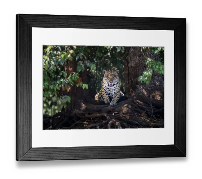 Framed Print : Jaguar (Panthera onca) lying on tree roots, portrait. Mato Grosso, Pantanal, Brazil Framed Print : Jaguar (Panthera onca) lying on tree roots, portrait. Mato Grosso, Pantanal, Brazil