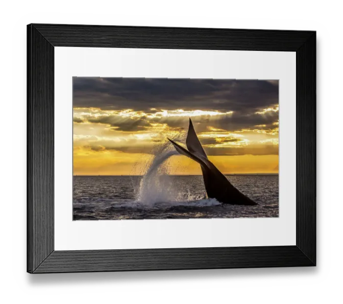 Framed Print : Southern right whale (Eubalaena australis) diving, with tail fluke splash. Monumento Natural Ballena Franca Austral, UNESCO World Heritage Site, Valdes Peninsula, Patagonia, Argentina Framed Print : Southern right whale (Eubalaena australis) diving, with tail fluke splash. Monumento Natural Ballena Franca Austral, UNESCO World Heritage Site, Valdes Peninsula, Patagonia, Argentina