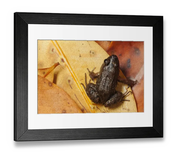 Framed Print : Sabinal Frog (Leptodactylus melanonotus), Ria Lagartos Biosphere Reserve