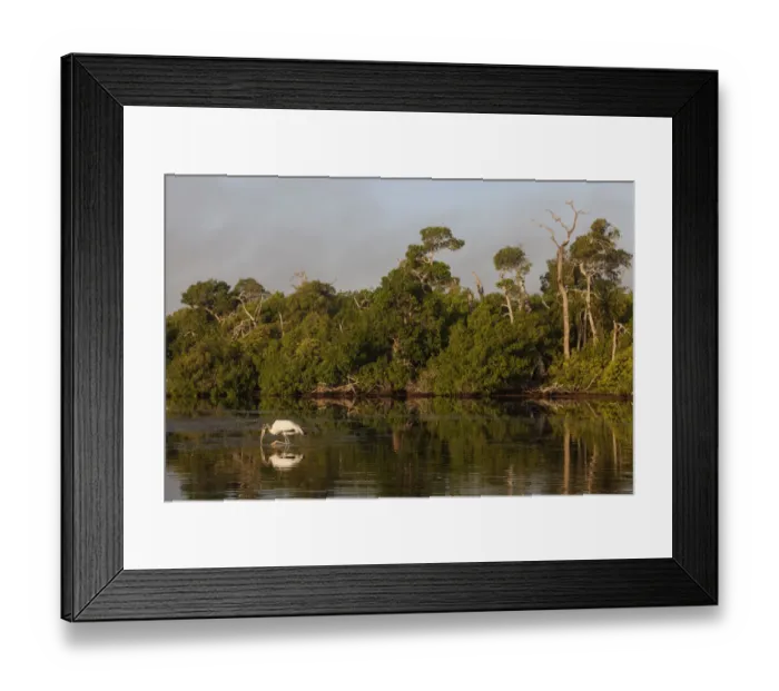 Framed Print : Wood Stork (Mycteria americana) feeding, Ria Lagartos Biosphere Reserve Framed Print : Wood Stork (Mycteria americana) feeding, Ria Lagartos Biosphere Reserve