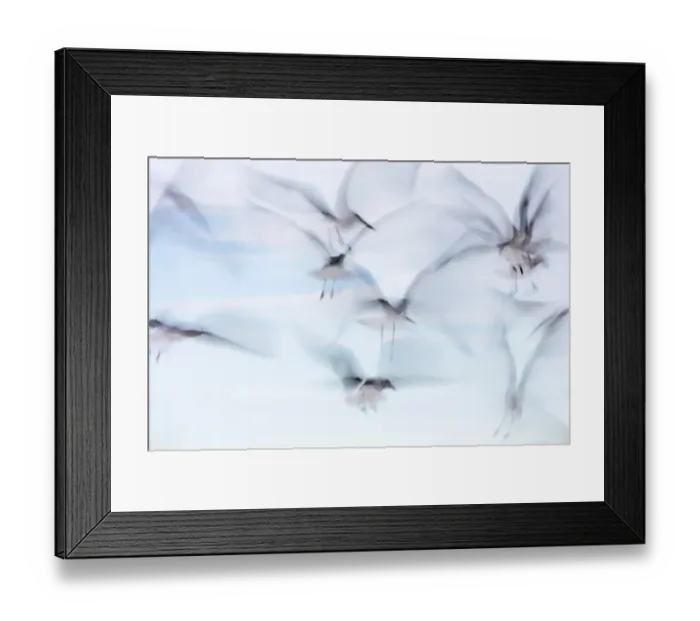 Framed Print : Laughing Gull (Larus atricilla) flock in flight, Sisal, Yucatan Peninsula, Mexico