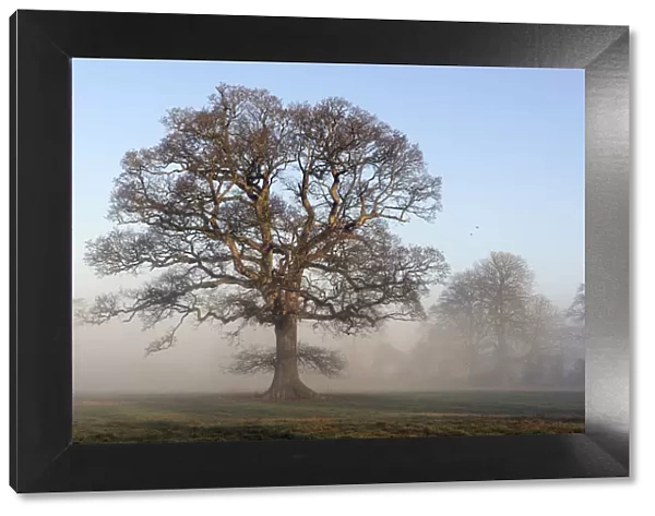 Oak tree (Quercus robur) in winter mist, parkland, Herefordshire Plateau, England