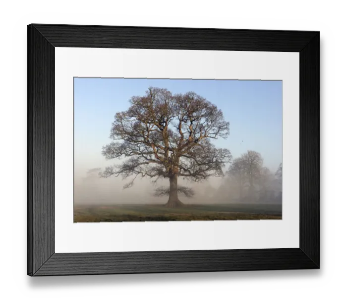 Framed Print : Oak tree (Quercus robur) in winter mist, parkland, Herefordshire Plateau, England Framed Print : Oak tree (Quercus robur) in winter mist, parkland, Herefordshire Plateau, England