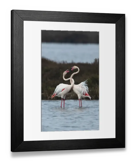 Framed Print : Greater flamingoes (Phoenicopterus roseus) males twisting their necks together Framed Print : Greater flamingoes (Phoenicopterus roseus) males twisting their necks together