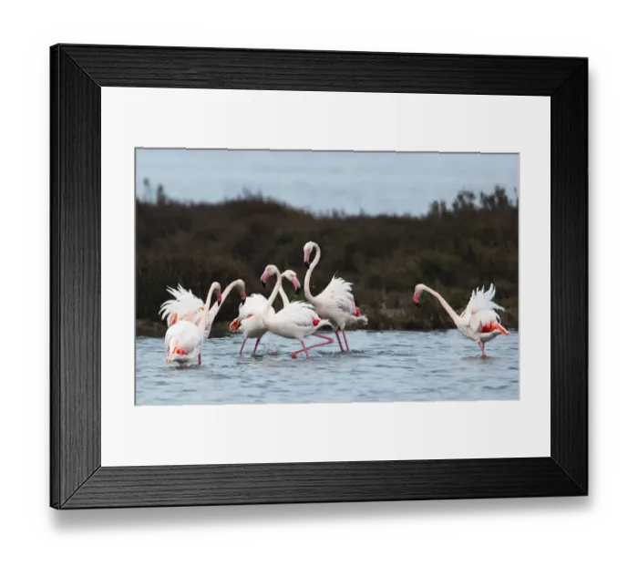 Framed Print : Greater flamingoes (Phoenicopterus roseus) meeting and selecting mates in a disused salt Framed Print : Greater flamingoes (Phoenicopterus roseus) meeting and selecting mates in a disused salt