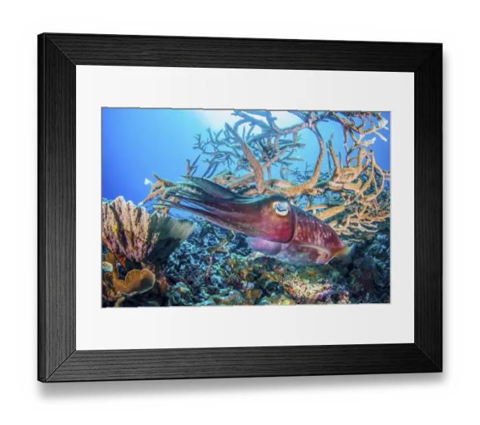 Framed Print : Broadclub cuttlefish (Sepia latimanus) over pristine coral reef, Kimbe Bay Framed Print : Broadclub cuttlefish (Sepia latimanus) over pristine coral reef, Kimbe Bay