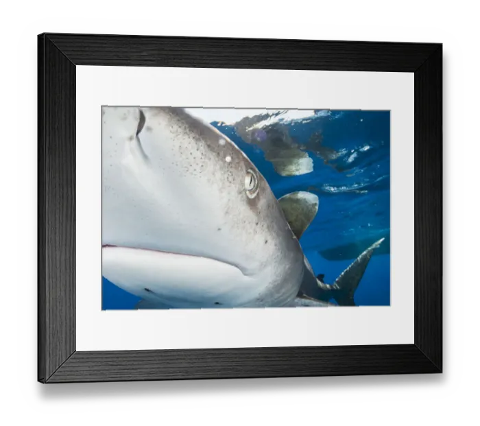 Framed Print : Oceanic whitetip shark (Carcharhinus longimanus) bumps into the front of the camera off Framed Print : Oceanic whitetip shark (Carcharhinus longimanus) bumps into the front of the camera off