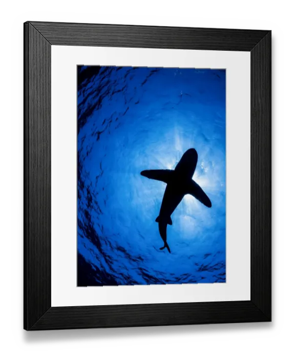 Framed Print : Oceanic whitetip shark (Carcharhinus longimanus) silhouette above, off Cat Island Framed Print : Oceanic whitetip shark (Carcharhinus longimanus) silhouette above, off Cat Island