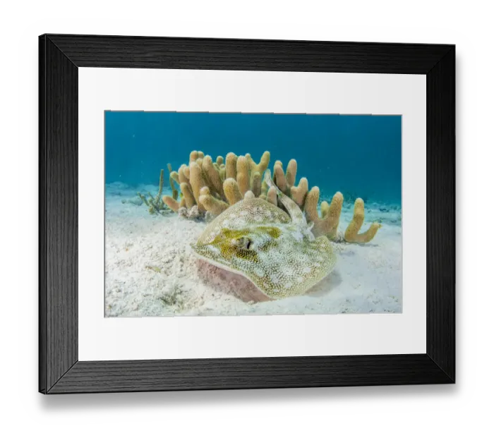 Framed Print : Yellow stingray (Urobatis jamaicensis) on sand seabed by coral reef, The Bahamas Framed Print : Yellow stingray (Urobatis jamaicensis) on sand seabed by coral reef, The Bahamas
