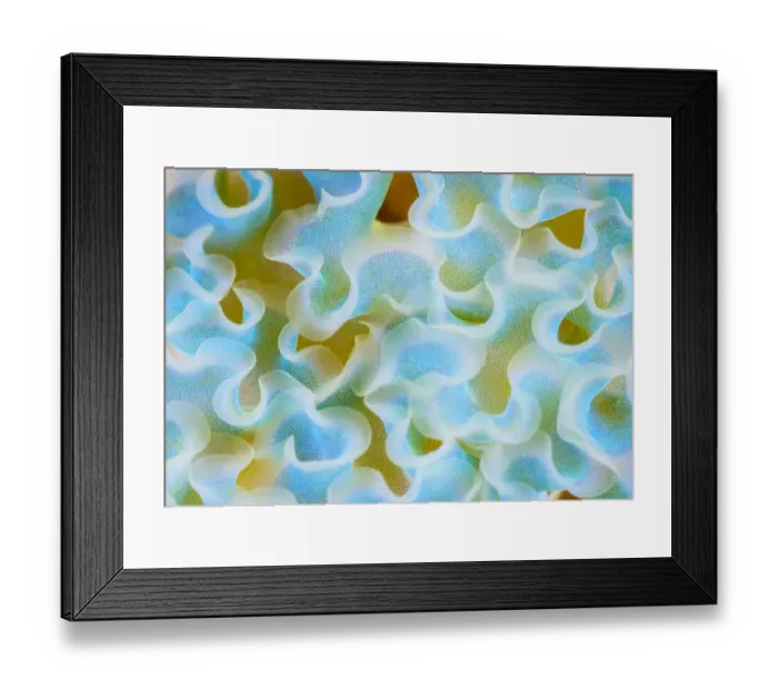 Framed Print : Cose up of pattern detail on the back of a Lettuce Sea Slug (Elysia crispata) The Bahamas